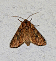 Lacanobia thalassina (Busklundfly)