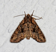 Lacanobia thalassina (Busklundfly)