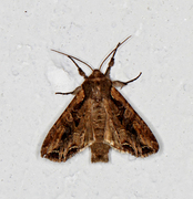 Lacanobia suasa (Brunt lundfly)