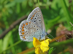 Common Blue (icarus)