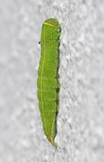 Pseudoips prasinana (Rødfrynset båtfly)