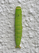 Pseudoips prasinana (Rødfrynset båtfly)