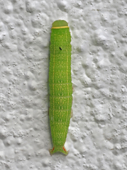 Pseudoips prasinana (Green Silver-lines)