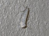 Yponomeuta evonymella (Bird-cherry Ermine)