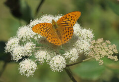 Argynnis paphia (Keiserkåpe)