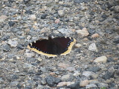 Nymphalis antiopa (Camberwell Beauty)