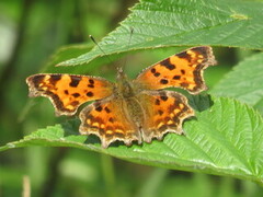 Polygonia c-album (Hvit c)