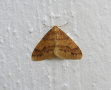 Agriopis aurantiaria (Scarce Umber)