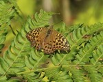 Argynnis paphia (Silver-Washed Fritillary)