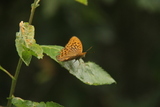 Argynnis paphia (Silver-Washed Fritillary)