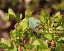 Callophrys rubi (Grønnstjertvinge)