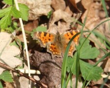 Polygonia c-album (Comma Butterfly)