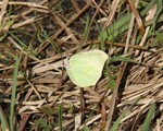 Gonepteryx rhamni (Brimstone)