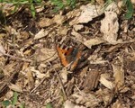 Aglais urticae (Small Tortoiseshell)