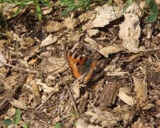 Aglais urticae (Neslesommerfugl)