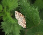 Xanthorhoe spadicearia (Red Twin-spot Carpet)