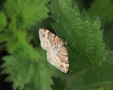 Xanthorhoe spadicearia (Rosa båndmåler)