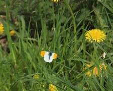 Anthocharis cardamines (Orange Tip)