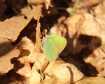 Callophrys rubi (Green Hairstreak)