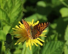 Issoria lathonia (Sølvkåpe)