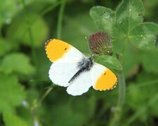 Anthocharis cardamines (Aurorasommerfugl)