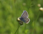 Polyommatus icarus (Common Blue)