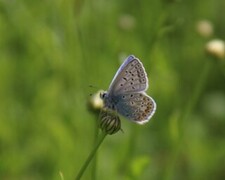 Polyommatus icarus (Tiriltungeblåvinge)