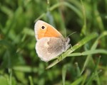 Coenonympha pamphilus (Small Heath)