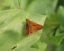 Ochlodes sylvanus (Large Skipper)