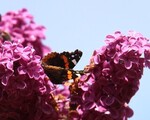 Vanessa atalanta (Red Admiral)