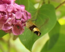 Hemaris fuciformis (Broad-bordered Bee Hawk-moth)