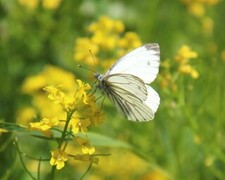 Pieris napi (Rapssommerfugl)