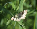 Epirrhoe alternata (Common Carpet)