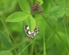 Anania funebris (Gullrisengmott)