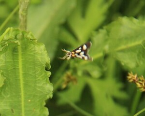 Anania funebris (Gullrisengmott)