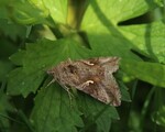 Autographa gamma (Silver Y)