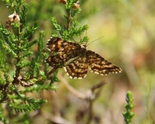 Ematurga atomaria (Common Heath)