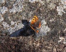 Lycaena phlaeas (Ildgullvinge)