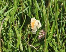 Coenonympha pamphilus (Small Heath)