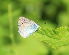 Glaucopsyche alexis (Green-underside Blue)