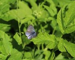 Glaucopsyche alexis (Green-underside Blue)