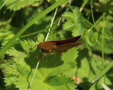 Ochlodes sylvanus (Large Skipper)