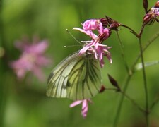 Pieris napi (Rapssommerfugl)