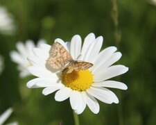 Ematurga atomaria (Common Heath)