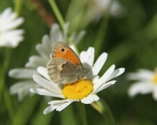 Coenonympha pamphilus (Small Heath)