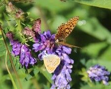 Lycaena hippothoe (Purpurgullvinge)