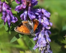 Lycaena hippothoe (Purple-edged Copper)