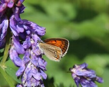 Lycaena hippothoe (Purpurgullvinge)