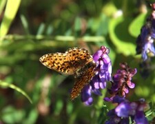 Boloria euphrosyne (Rødflekket perlemorvinge)