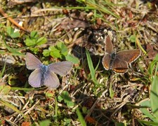 Plebejus idas (Idas blue)